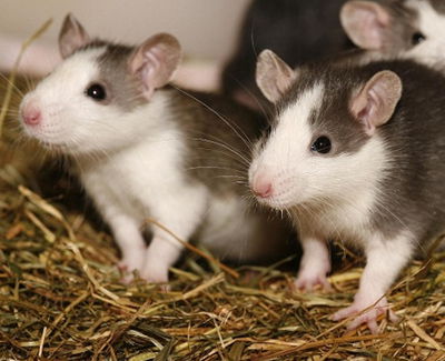 abstract oneerlijk Moederland Rat - dierenspeciaalzaakhoeben