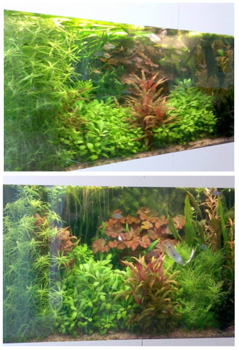 Afbeelding zoetwater aquarium