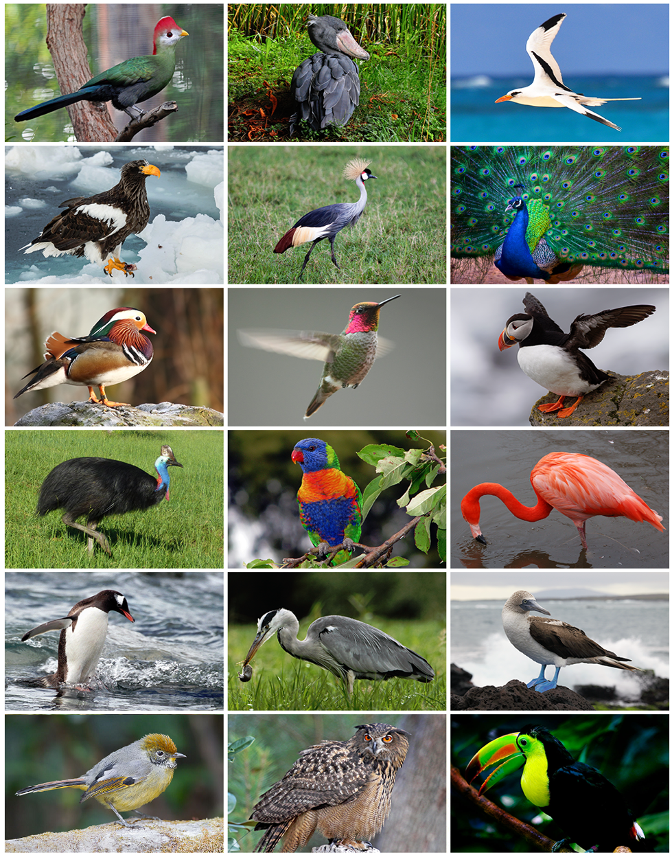 Afbeelding met verschillende vogels